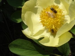 pivoine_20211127_1119057107